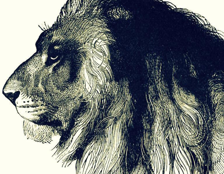 Oran : La chasse au lion