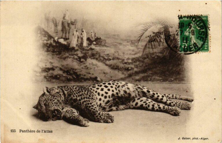 La panthère et le chercheur d&rsquo;or