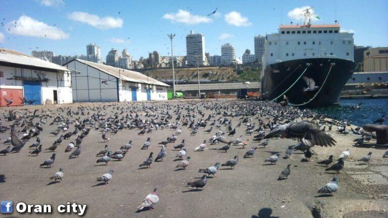 C’est en montant sur le bateau qui nous a éloignés de l’Algérie que je  me suis promis d’écrire des livres