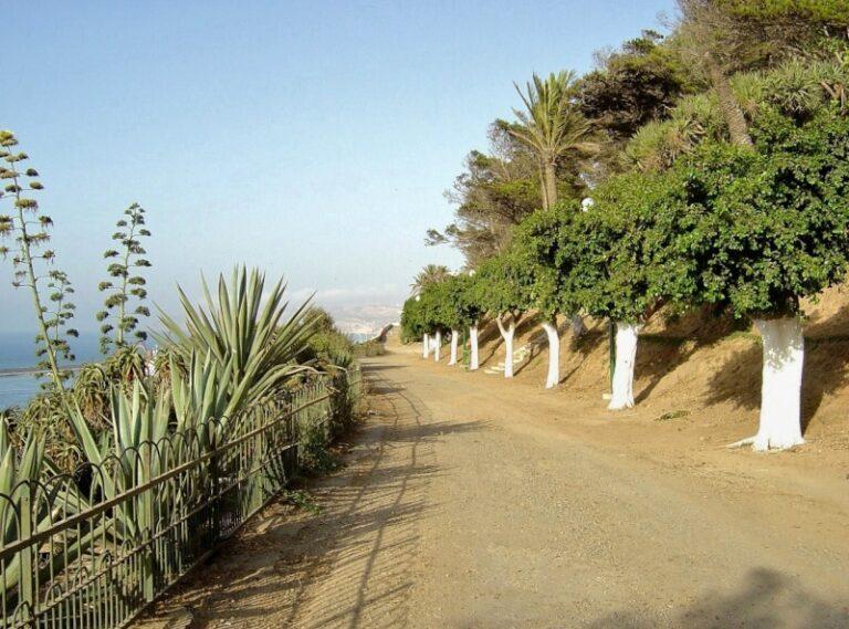 Les ficus amoureux de la promenade Ibn Badis (ex. Létang)