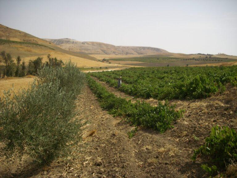 Les perdrix d&rsquo;El-Kerma (Ex. Valmy)